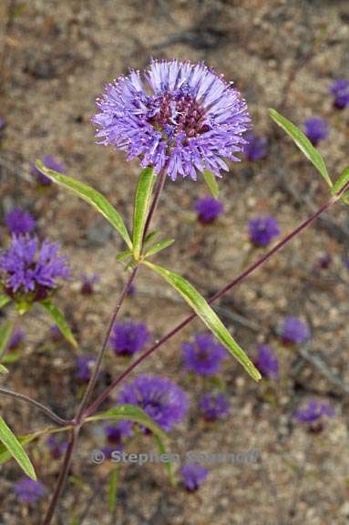 monardella breweri ssp lanceolata 1 graphic